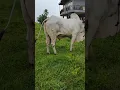 Download Lagu Sapi jumbo minahasa selatan