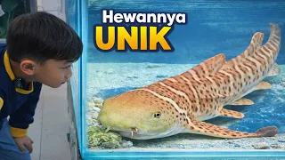 Liburan Seru ke Mini Zoo 😍Mengenal Berbagai Jenis Binatang yang ada di Kebun Binatang Mini
