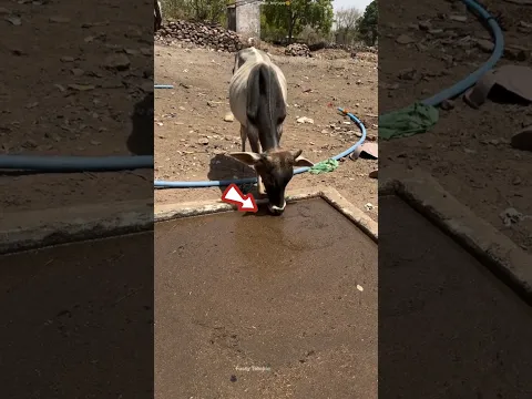 These Boys Built a Clean Water Spot for Thirsty Cows 🐄❤️ #Shorts #facts #humanity