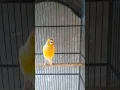 Download Lagu BURUNG KENARI CENGKOK MEWAH | CANARI BIRD LUXURY SONG #Shorts