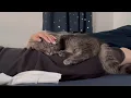 Download Lagu この子、ママのことどれだけ好きなの…ママが寝るのを察知した猫が尊すぎた