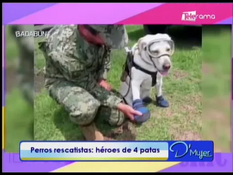 Perros rescatistas héroes de 4 patas