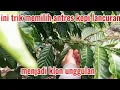 Download Lagu cara menciptakan klon unggulan antres kopi yang baik dari pohon kopi lokal lancuran
