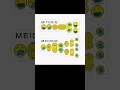 Cell division mitosis meiosis easy diagram