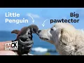 How Dogs Saved the World s Smallest Penguin Back from the Brink