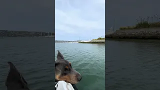 #fyp #dream #doberman #pets #youtube