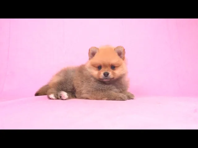 動画