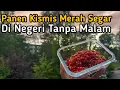 Download Lagu Panen Kismis Merah Segar di Tengah Malam Yang Terang |I Buah Red Currant