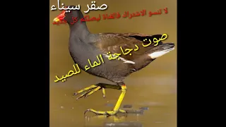 صوت دجاجة الماء صوت عبد المرع Common Moorhen Call For Hunt  صوت دجاجة الماء صوت عبد المرع Common Moorhen Call For Hunt