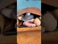 When you've got penis problems looking for help may feel like... #shorts #penis #pain
