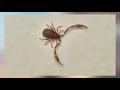 Download Lagu Pseudoscorpion
