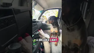 #fyp #dream #doberman #pets #youtube