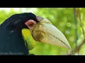 Birds Of The World 4K - Scenic Wildlife Film With Calming Music
