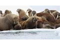 Download Lagu Arctic Sets New Warming Record in 2015