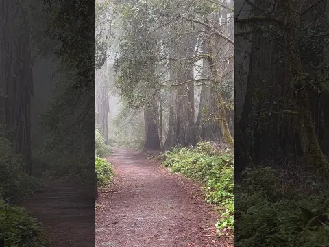 Take a stroll with me through the Lady Bird Johnson Grove in Redwoods National Park, CA #redwoods