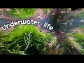 Download Lagu Aquarium life vol 4 | Aquascape | Juwel Rio 180