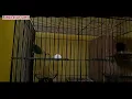 Lagu Penampakan Beberapa Jenis Lovebird Nyasa...Si Kecil Mungil Dengan Harga Yang Stabil