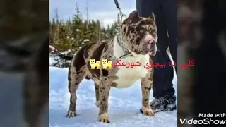 مهرجان مات المفتري شواحة                    دندنها
