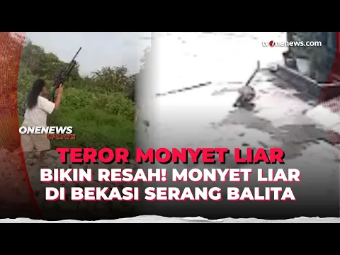 Tragis! Balita di Bekasi Diserang Monyet Liar Saat Bermain di Depan Rumah