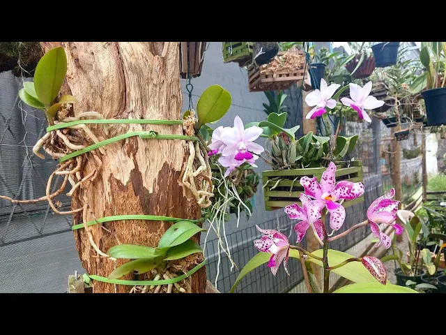 COMO PLANTAR ORQUÍDEAS 14 ADUBAÇÃO