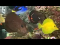 Download Lagu SupraSaltyReefer: Achilles Tang joins the Tang Gang