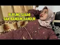 Lagu Gara gara burung suami gak bisa bangun - Film pendek kehidupan