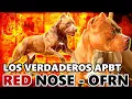 RED TODDY The Red Nose Pit Bull Who Made History for the APBT