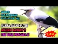 Download Lagu JALAK LAIN JUGA NYAUT DENGAR INI - MASTERAN JALAK PUTIH GACOR FULL ISIAN