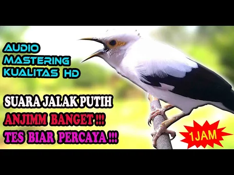 Download MP3 JALAK LAIN JUGA NYAUT DENGAR INI - MASTERAN JALAK PUTIH GACOR FULL ISIAN