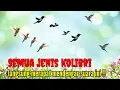 Download Lagu SUARA PIKAT KOLIBRI RIBUT Kombinasi SOGON+KONIN+KOLIBRI MANGGAR