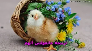 ماتعولشي الهم دندنها