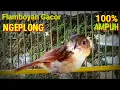 Download Lagu Burung FLAMBOYAN JANTAN GACOR NGEPLONG 100% AMPUH Untuk Pancingan.