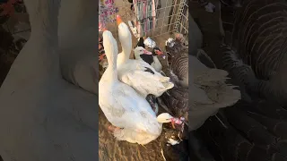 شكل الوز جميل دندنها