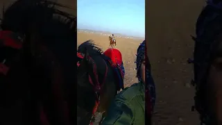 المفرق هواجيس بدوي 