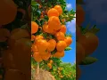 Download Lagu Surah Al-Mulk #shorts #viral #beutifull #islam