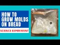 HOW TO GROW MOLDS GROW MOLDS ON BREAD BREAD MOLD EXPERIMENT