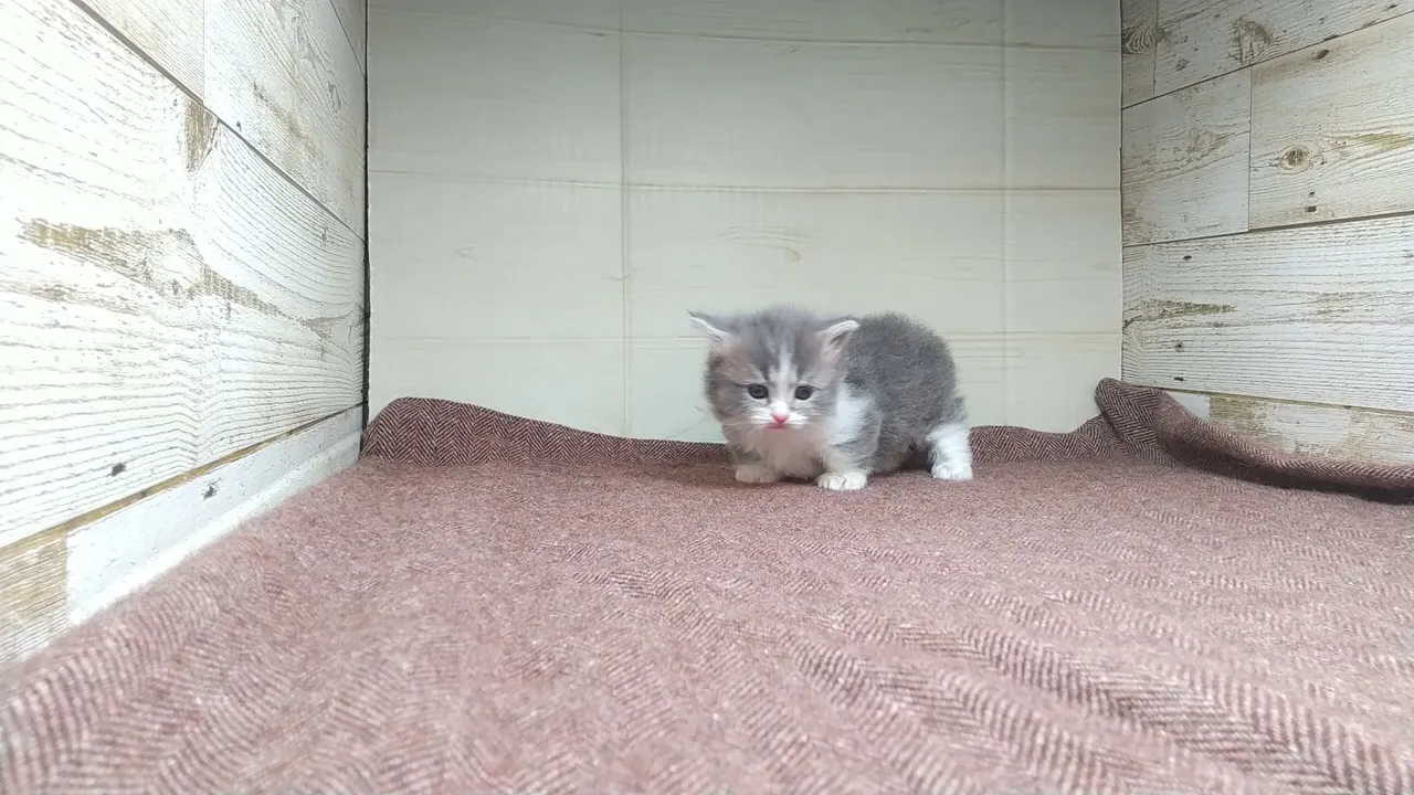 動画