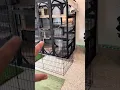 Catbnb Why other Cat Boarding facilities are inhumane for cats compared to Catbnb