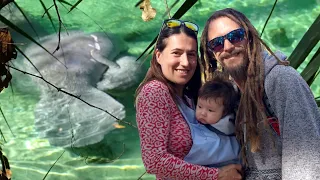 Soo many Manatees! A break from boat work [E198]