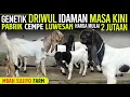 Download Lagu Mulai 2 JUTAAN ! CEMPE JANTAN LUWES IDAMAN. Kambing PE Kaligesing.
