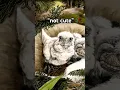 dinosaurs aren t cute