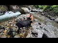 Download Lagu Hidup di desa, Ada Kuda di Kampung Yang Masih Alami di Antar Garut Cianjur