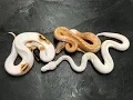 Piebald Ball Python combos and not just your typical white snake