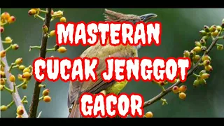 wajib punya ini suara cucak jenggot