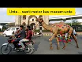 Lagu LAGU MOTOR 2T (Unta nanti motor kau macam unta) #tiktok
