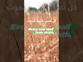 Download Lagu Surah Al Imran - 185 | Recitation | Sheikh Saad Slaoui
