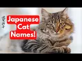 100 Japanese Cat Names Unique Male and Female Cat Names