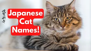100 Japanese Cat Names Unique Male and Female Cat Names