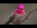 The Most Relaxing Facts About Hummingbirds: The Only Bird That Can Fly Backward