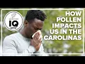 Weather IQ How pollen impacts us in the Carolinas
